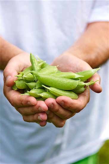 Man's Hands Holding Fresh Picked Sugar Snap Peas Outdoors, Toronto, Ontario, Canada Stock Photo - Premium Royalty-Free, Artist: Yvonne Duivenvoorden, Image code: 600-08167372