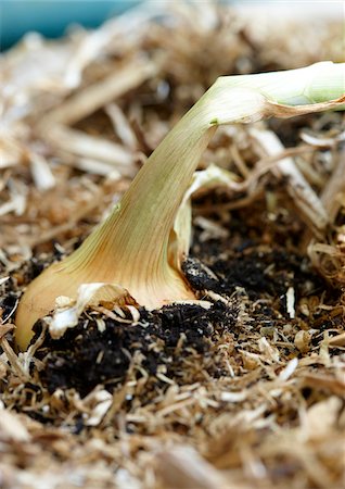 Close-up of Spanish Onion in Ground of Vegetable Garden, Ontario, Canada Stockbilder - Premium RF Lizenzfrei, Bildnummer: 600-08167383