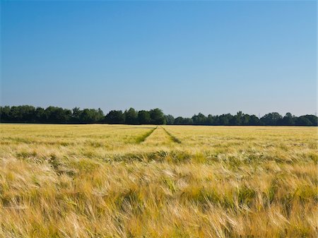 Wheat field with tire tracks in the background, Germany Foto de stock - Royalty Free Premium, Número: 600-08169209