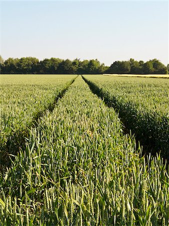 Wheat field with tire tracks, Germany Photographie de stock - Premium Libres de Droits, Code: 600-08169213