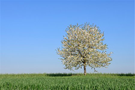 single sein - Cherry Tree in blossom in meadow, spring. Baden Wuerttemberg, Schwarzwald, Germany. Stockbilder - Premium RF Lizenzfrei, Bildnummer: 600-08171797