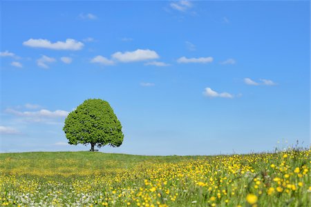 simsearch:600-08171797,k - Lime tree (tilia) and park bench in meadow, spring. Irschenberg, Miesbach, Bavaria, Germany. Photographie de stock - Premium Libres de Droits, Code: 600-08171798