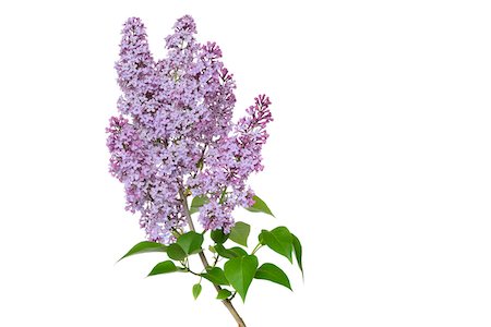 purple flowers on white background - Close-up of Purple Lilac (syringa) flowers against white background, Germany Stock Photo - Premium Royalty-Free, Code: 600-08171805