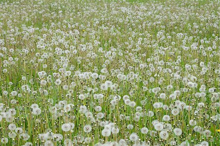 Dandelion (taraxacum officinale) seed heads (Dandelion clocks) in meadow. Bavaria, Germany. Stock Photo - Premium Royalty-Free, Code: 600-08171803
