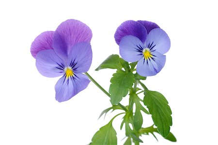 purple flower - Horned pansy (viola cornuta), white background, studio shot on white background. Foto de stock - Sin royalties Premium, Código: 600-08171814