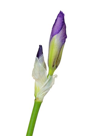 simsearch:600-08082940,k - Close-up of Iris bud on white background. Bavaria, Germany, Studio Shot. Stock Photo - Premium Royalty-Free, Code: 600-08171818