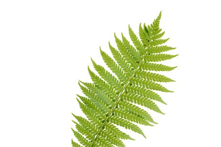 fern leaf - Close up of Fern Leaf, white background, Studio Shot. Stock Photo - Premium Royalty-Free, Code: 600-08171810