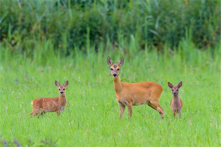 drei tiere - Roe Deer (Capreolus capreolus) Doe with Fawns on Meadow, Hesse, Germany Stockbilder - Premium RF Lizenzfrei, Bildnummer: 600-08209969