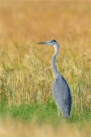 simsearch:600-07363875,k - Grey Heron (Ardea cinerea), Hesse, Germany Stock Photo - Premium Royalty-Free, Code: 600-08209975