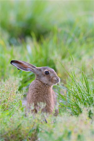 European Brown Hare (Lepus europaeus), Hesse, Germany Photographie de stock - Premium Libres de Droits, Code: 600-08209973