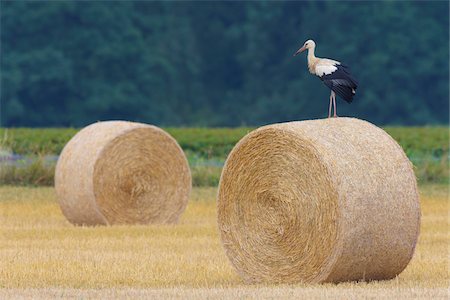 White Stork (Ciconia ciconia) on Hay Bale, Hesse, Germany Foto de stock - Sin royalties Premium, Código: 600-08209986