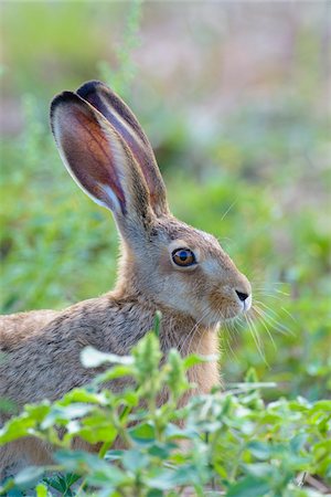 european hare face - European Brown Hare (Lepus europaeus), Hesse, Germany Stock Photo - Premium Royalty-Free, Code: 600-08209998