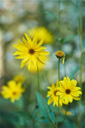 Close-up of Jerusalem Artichoke (Helianthus tuberosus) Blossoms in Late Summer, Germany Foto de stock - Sin royalties Premium, Código: 600-08210071