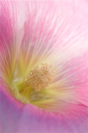 rose trémière - Close-up of Common Hollyhock (Alcea rosea) Blossom in Garden in Summer, Germany Photographie de stock - Premium Libres de Droits, Code: 600-08210073