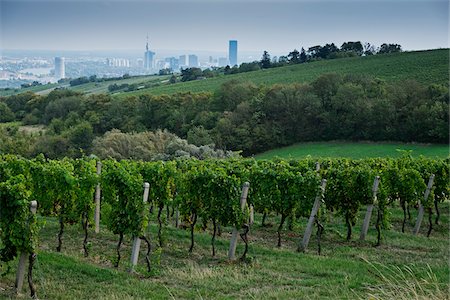 Vineyard with City in the Background near Grinzing, Vienna, Austria Stock Photo - Premium Royalty-Free, Code: 600-08212944