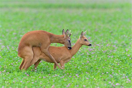 Western Roe Deers (Capreolus capreolus) in Red clover, Mating, Roebuck, Hesse, Germany, Europe Foto de stock - Sin royalties Premium, Código: 600-08221324