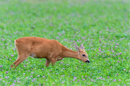 fressen - Western Roe Deer (Capreolus capreolus) in Red Clover, Hesse, Germany, Europe Stockbilder - Premium RF Lizenzfrei, Bildnummer: 600-08221325