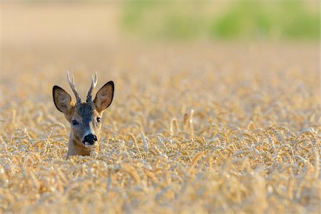Western Roe Deer (Capreolus capreolus) in Field of Grain, Roebuck, Hesse, Germany, Europe Photographie de stock - Premium Libres de Droits, Code: 600-08221328