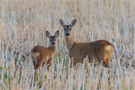 Western Roe Deer (Capreolus capreolus), Doe with Fawn, Hesse, Germany, Europe Photographie de stock - Premium Libres de Droits, Code: 600-08221333