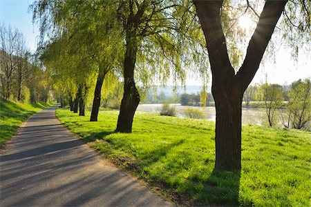 simsearch:600-08232263,k - Sun through Branches of Weeping Willow by Cycle Path and River Main in Morning, Stadtprozelten, Churfranken, Spessart, Miltenberg-District, Bavaria, Germany Stock Photo - Premium Royalty-Free, Code: 600-08232266