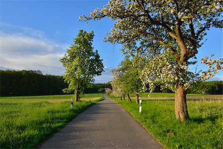Rural Road with Blossoming Apple Tree in Spring, Walldurn, Neckar-Odenwald-District, Odenwald, Baden-Wurttemberg, Germany Foto de stock - Sin royalties Premium, Código: 600-08232288