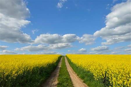 simsearch:600-03152772,k - Dirt Tracks through Canola Field, Schmachtenberg, Spessart, Franconia, Bavaria, Germany Stock Photo - Premium Royalty-Free, Code: 600-08232298