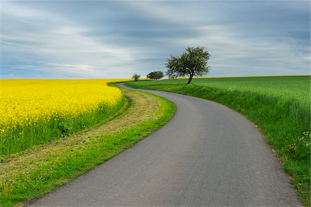 Rural Road with Canola Field in Spring, Reichartshausen, Amorbach, Odenwald, Bavaria, Germany Stock Photo - Premium Royalty-Free, Code: 600-08232292