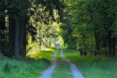 Forest Road in Spring, Wenschdorf, Miltenberg, Odenwald, Bavaria, Germany Stockbilder - Premium RF Lizenzfrei, Bildnummer: 600-08232303