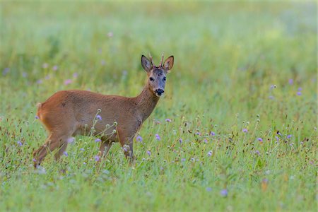 simsearch:600-07672224,k - Western Roebuck (Capreolus capreolus) on Meadow, Hesse, Germany Stockbilder - Premium RF Lizenzfrei, Bildnummer: 600-08232350