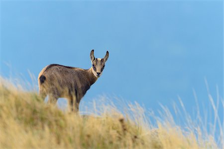 Chamois (Rupicapra rupicapra), Hohneck, Vosges, Alsace, France Photographie de stock - Premium Libres de Droits, Code: 600-08232364