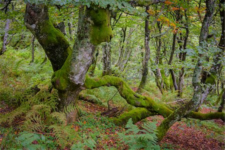 Mossy Beech Tree, Vosges, Alsace, France Stock Photo - Premium Royalty-Free, Code: 600-08232374