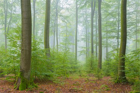 forest - Beech Forest on Misty Morning in Autumn, Nature Park, Spessart, Bavaria, Germany Stock Photo - Premium Royalty-Free, Code: 600-08232380