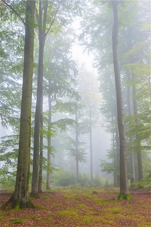 simsearch:600-07148115,k - Beech Forest on Misty Morning in Autumn, Nature Park, Spessart, Bavaria, Germany Foto de stock - Sin royalties Premium, Código: 600-08232381