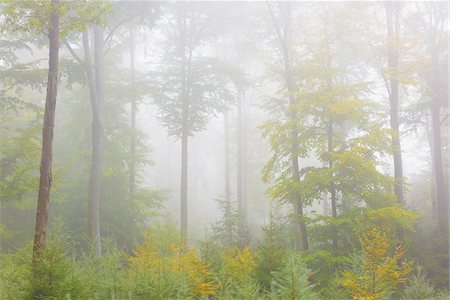 simsearch:600-07148135,k - Beech Forest on Misty Morning in Autumn, Nature Park, Spessart, Bavaria, Germany Stock Photo - Premium Royalty-Free, Code: 600-08232382