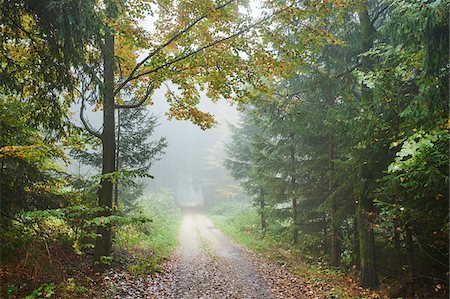 simsearch:700-06486495,k - Road through Foggy Forest in Autumn, Upper Palatinate, Bavaria, Germany Photographie de stock - Premium Libres de Droits, Code: 600-08242310