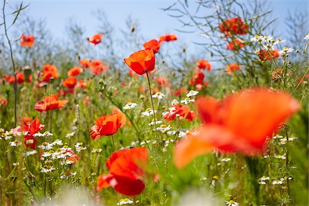 Red Field Poppies and Camomile in Meadow in Summer, Denmark Foto de stock - Sin royalties Premium, Código: 600-08274314