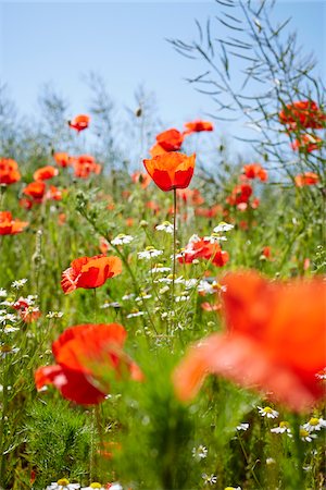 poppy flowers - Red Field Poppies and Camomile in Meadow in Summer, Denmark Stock Photo - Premium Royalty-Free, Code: 600-08274315