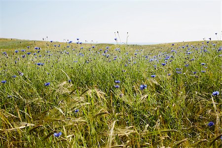 simsearch:600-08145749,k - Field of Blue Cornflowers in Summer, Denmark Stock Photo - Premium Royalty-Free, Code: 600-08274310