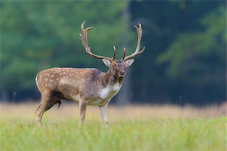 simsearch:600-06782084,k - Male Fallow Deer (Cervus dama) in Autumn, Hesse, Germany Stock Photo - Premium Royalty-Free, Code: 600-08280354