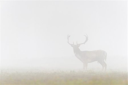 Male Fallow Deer (Cervus dama) on Misty Morning, Hesse, Germany Foto de stock - Sin royalties Premium, Código: 600-08280356