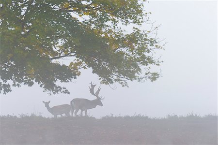 Male and Female Fallow Deer (Cervus dama) on Misty Morning, Hesse, Germany Fotografie stock - Premium Royalty-Free, Codice: 600-08280357