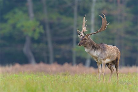 Male Fallow Deer (Cervus dama) in Autumn, Hesse, Germany Photographie de stock - Premium Libres de Droits, Code: 600-08280353