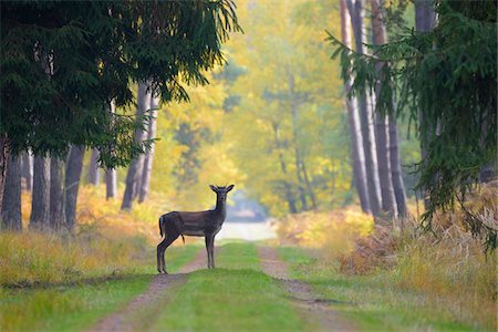 fall season deer - Male Fallow Deer (Cervus dama) on Dirt Road in Autumn, Hesse, Germany Stock Photo - Premium Royalty-Free, Code: 600-08280364