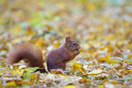 standing on hind legs - Eurasian Red Squirrel (Sciurus vulgaris) in Autumn, Hesse, Germany Photographie de stock - Premium Libres de Droits, Code: 600-08280365