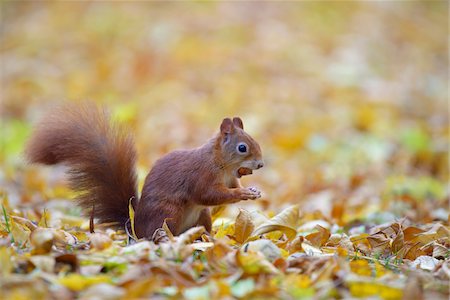 Eurasian Red Squirrel (Sciurus vulgaris) in Autumn, Hesse, Germany Stock Photo - Premium Royalty-Free, Code: 600-08280368