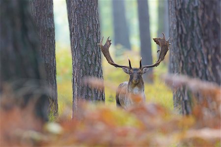 simsearch:600-07802854,k - Male Fallow Deer (Cervus dama) in Autumn, Hesse, Germany Photographie de stock - Premium Libres de Droits, Code: 600-08280360