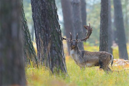 simsearch:700-08639249,k - Male Fallow Deer (Cervus dama) in Autumn, Hesse, Germany Photographie de stock - Premium Libres de Droits, Code: 600-08280361