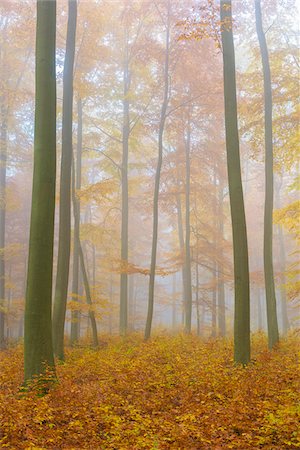 simsearch:600-08232382,k - European Beech (Fagus sylvatica) Forest on Misty Morning in Autumn, Nature Park, Spessart, Bavaria, Germany Foto de stock - Sin royalties Premium, Código: 600-08280374