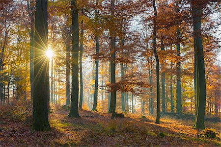 Sunbeams in European Beech (Fagus sylvatica) Forest in Autumn, Spessart, Bavaria, Germany Photographie de stock - Premium Libres de Droits, Code: 600-08280376