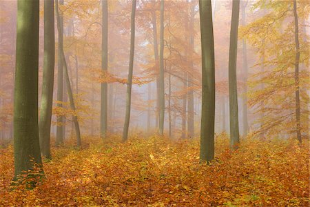 dreamy - European Beech (Fagus sylvatica) Forest on Misty Morning in Autumn, Nature Park, Spessart, Bavaria, Germany Stock Photo - Premium Royalty-Free, Code: 600-08280373